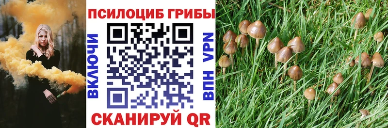 Псилоцибиновые грибы Psilocybe  что такое   Елец 